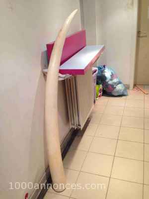 corne de defence ed elephant   pur  
