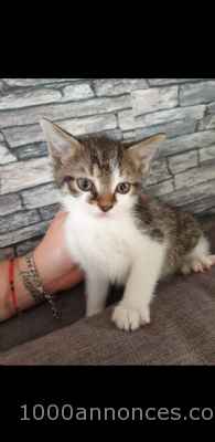 Animaux, Adoption, Plantes