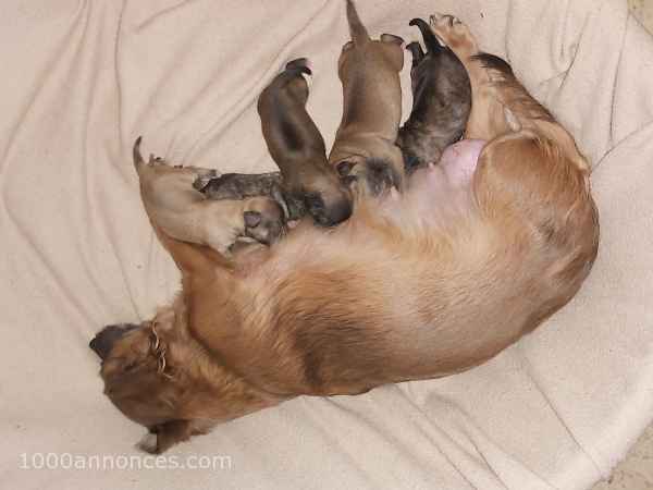Animaux, Adoption, Plantes