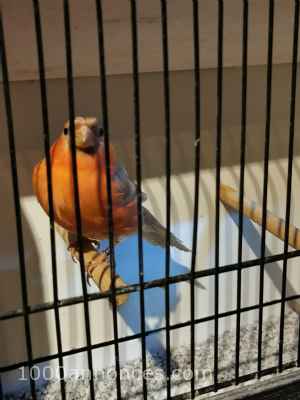 Animaux, Adoption, Plantes