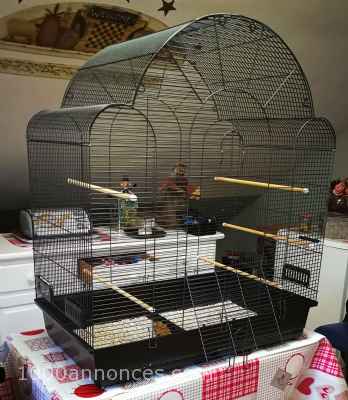 Animaux, Adoption, Plantes